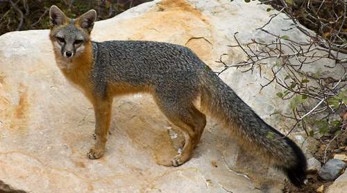 Endangered Island Fox